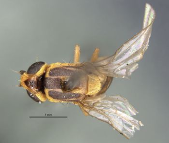 Media type: image;   Entomology 7884 Aspect: habitus dorsal view